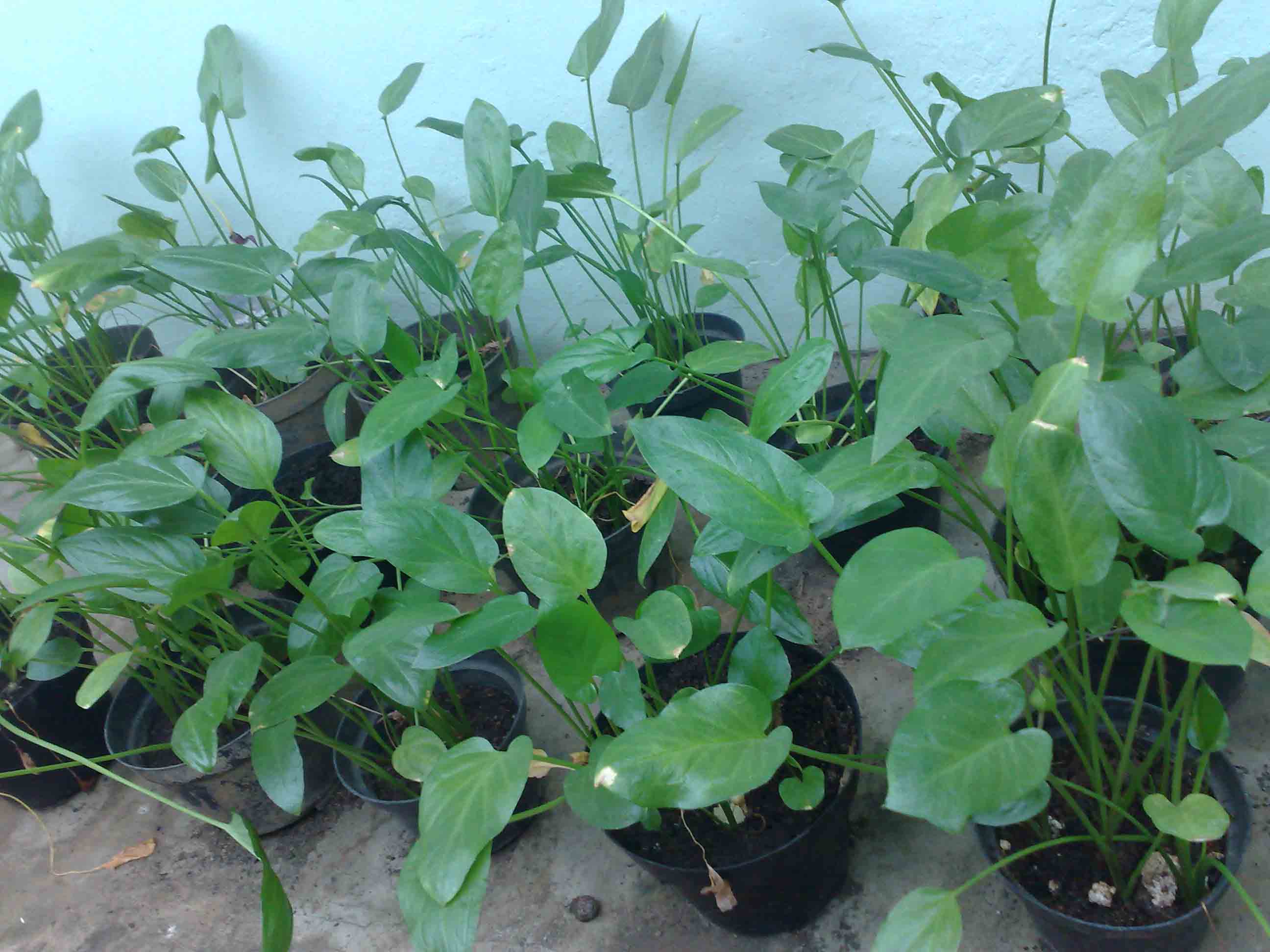  tanaman  herbal floraherbanusantara